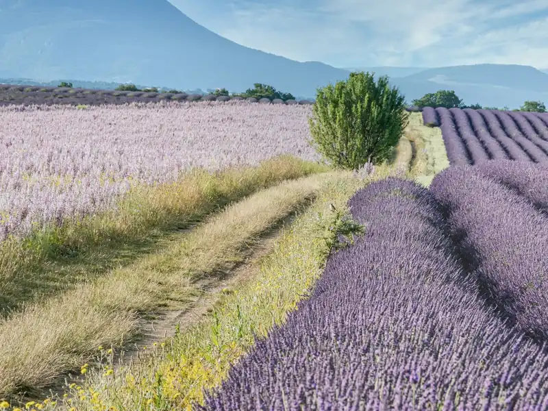Un champ de lavande en fleur au pied des montagnes