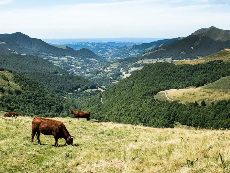 Vaches de race Salers dans un pâturage de montagne